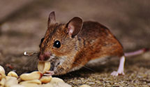 24 Hour & Emergency Exterminators in Rolesville, NC